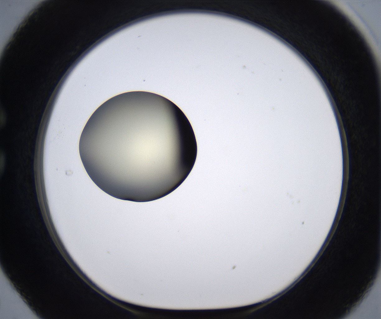 folderID204_plateID2204_batchID9975_wellNum29_profileID1_d1_r149587_ef.jpg