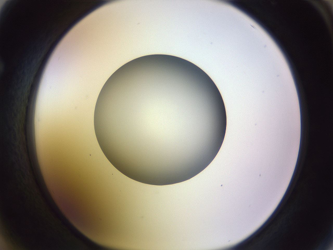 folderID452_plateID1452_batchID5530_wellNum64_profileID1_d1_r92251_ef.jpg