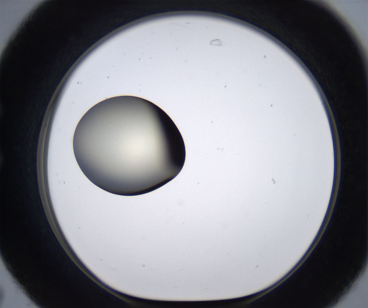 folderID204_plateID2204_batchID9975_wellNum31_profileID1_d1_r149589_ef.jpg