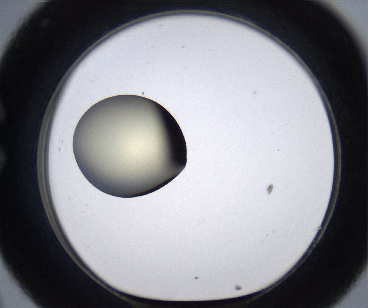 folderID204_plateID2204_batchID9975_wellNum32_profileID1_d1_r149590_ef.jpg