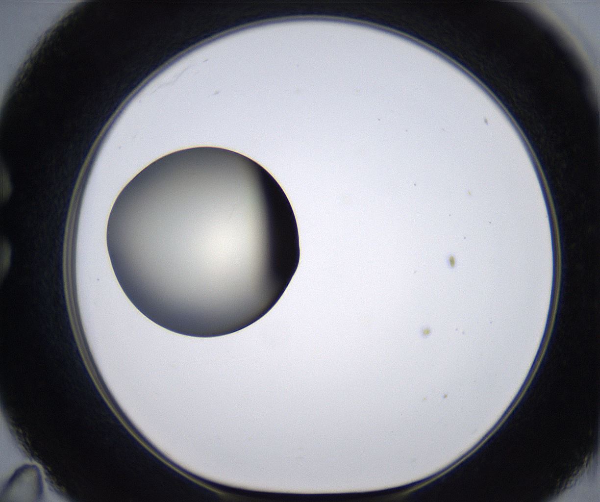 folderID204_plateID2204_batchID9975_wellNum35_profileID1_d1_r149593_ef.jpg