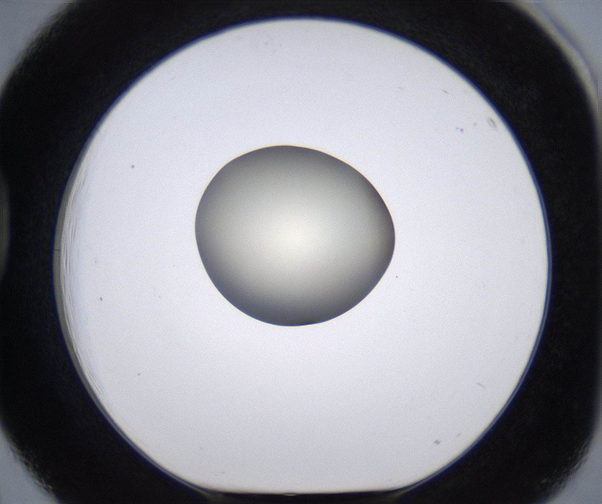 folderID204_plateID2204_batchID9975_wellNum39_profileID1_d1_r149597_ef.jpg