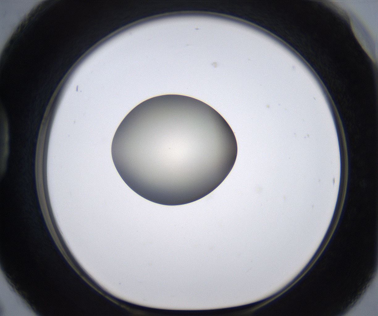folderID204_plateID2204_batchID9975_wellNum42_profileID1_d1_r149600_ef.jpg