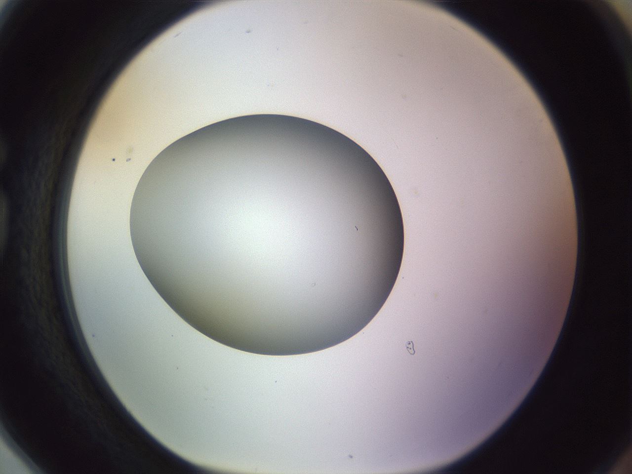 folderID452_plateID1452_batchID5530_wellNum78_profileID1_d1_r92265_ef.jpg