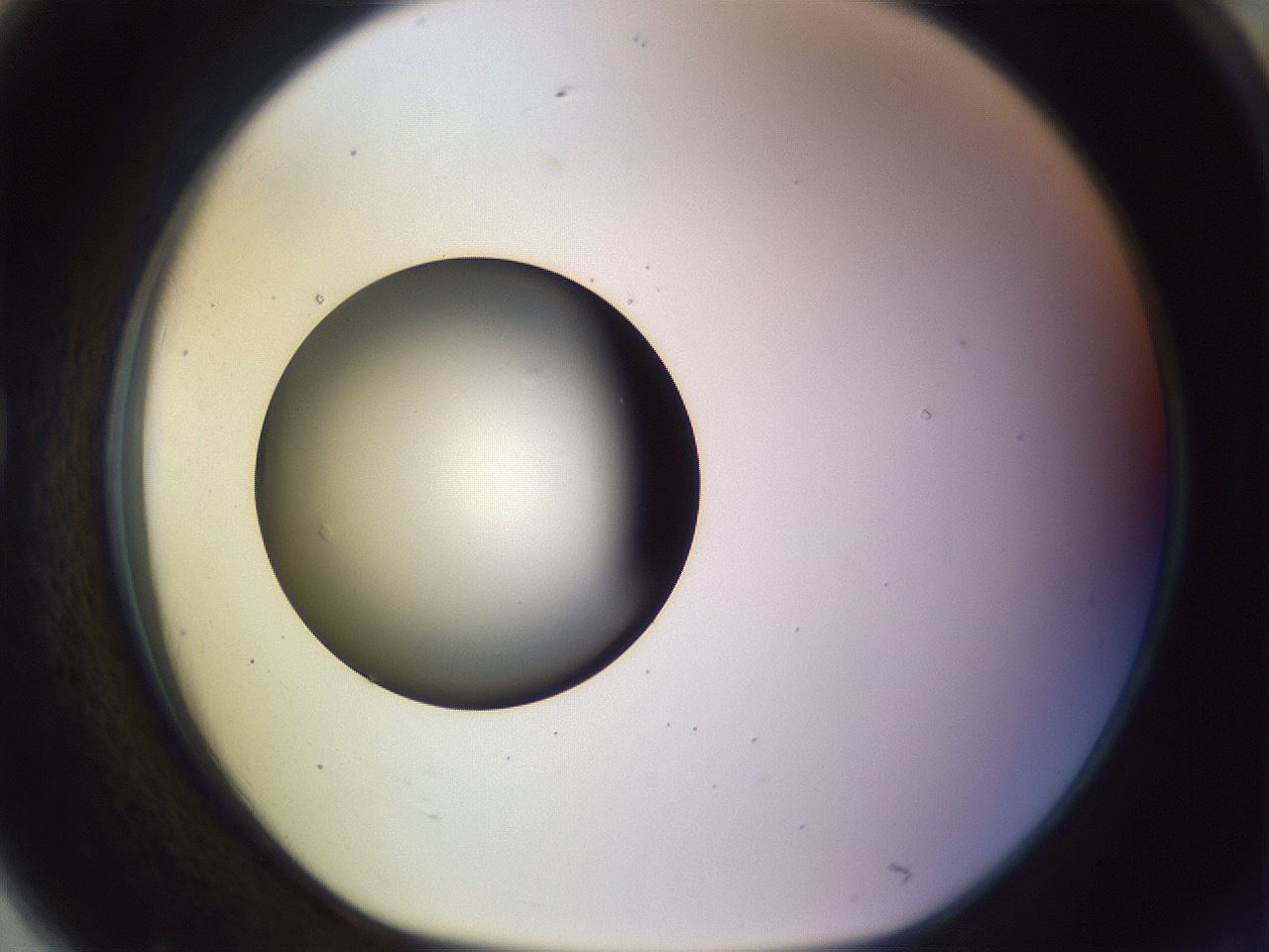 folderID452_plateID1452_batchID5530_wellNum79_profileID1_d1_r92266_ef.jpg