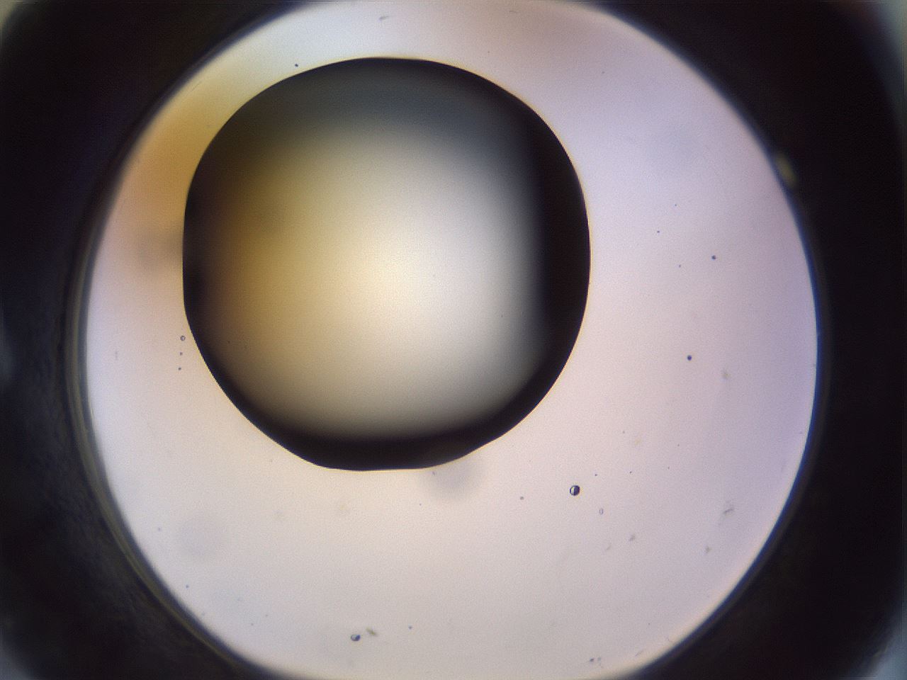 folderID452_plateID1452_batchID5530_wellNum7_profileID1_d1_r92194_ef.jpg