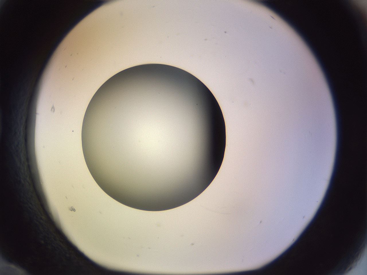 folderID452_plateID1452_batchID5530_wellNum84_profileID1_d1_r92271_ef.jpg