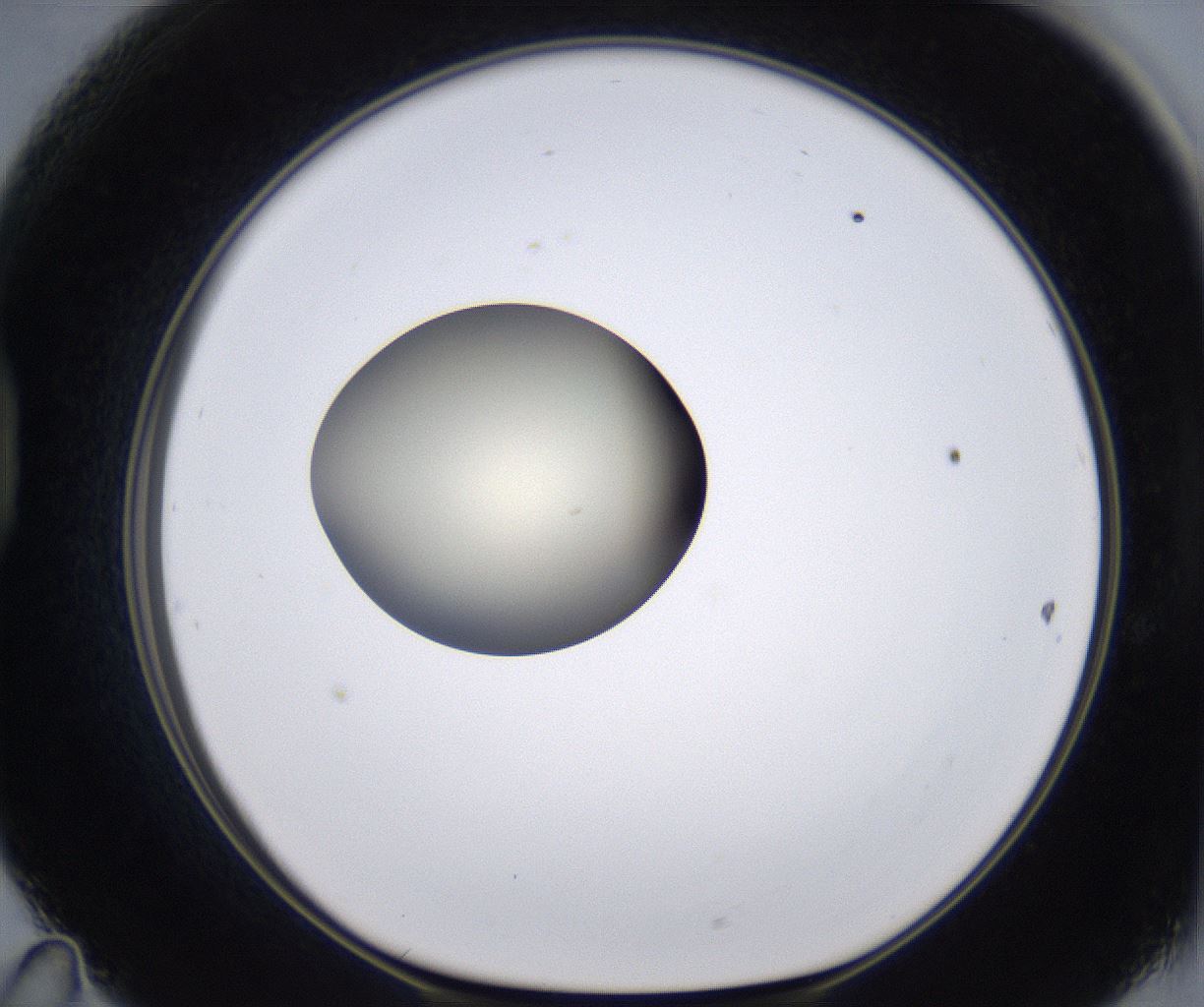 folderID204_plateID2204_batchID9975_wellNum47_profileID1_d1_r149605_ef.jpg