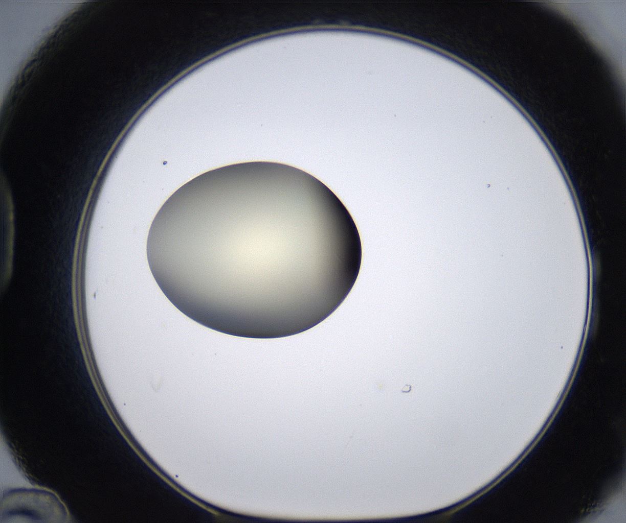folderID204_plateID2204_batchID9975_wellNum48_profileID1_d1_r149606_ef.jpg