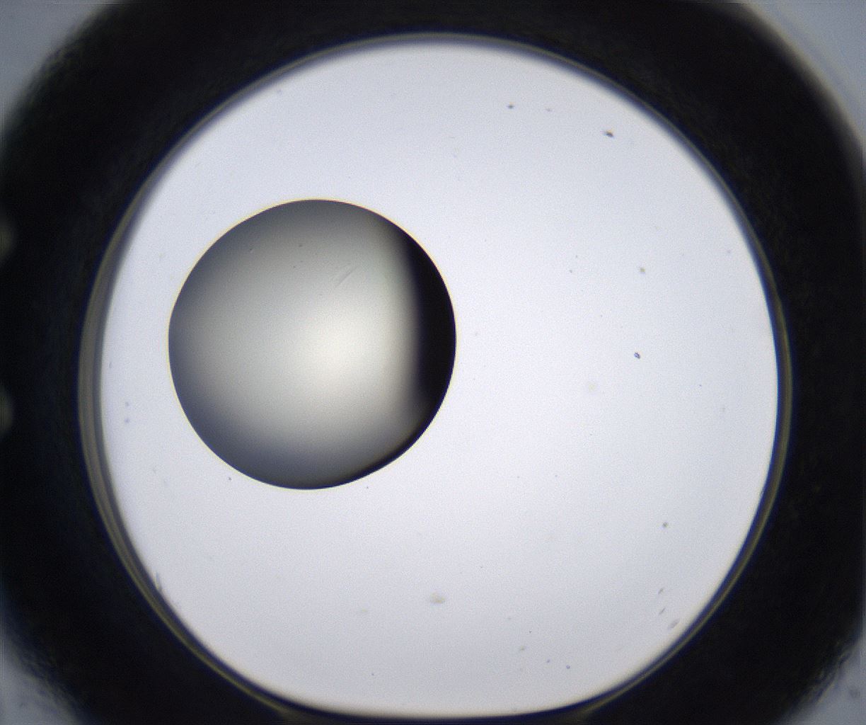 folderID204_plateID2204_batchID9975_wellNum54_profileID1_d1_r149612_ef.jpg