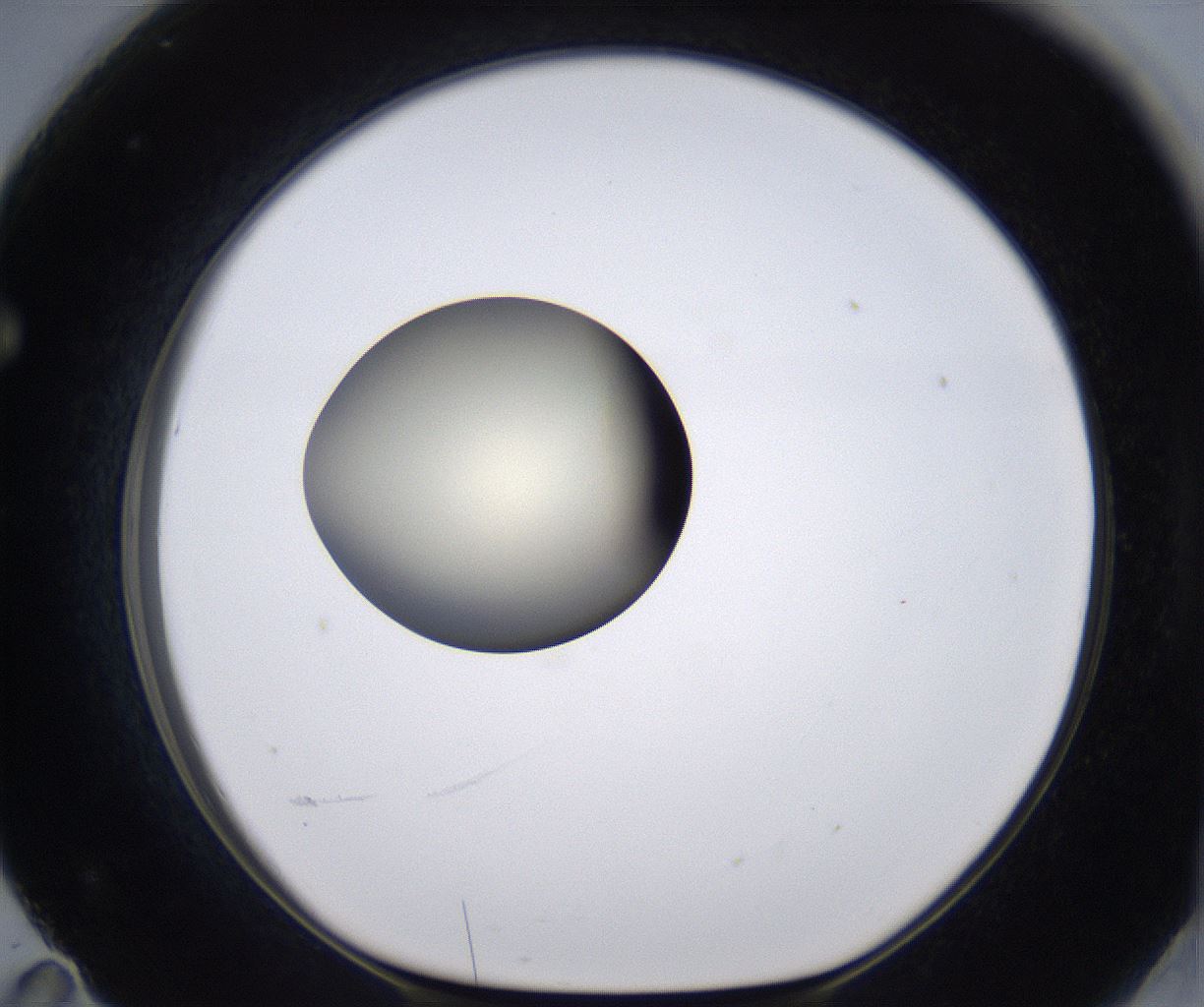 folderID204_plateID2204_batchID9975_wellNum71_profileID1_d1_r149629_ef.jpg