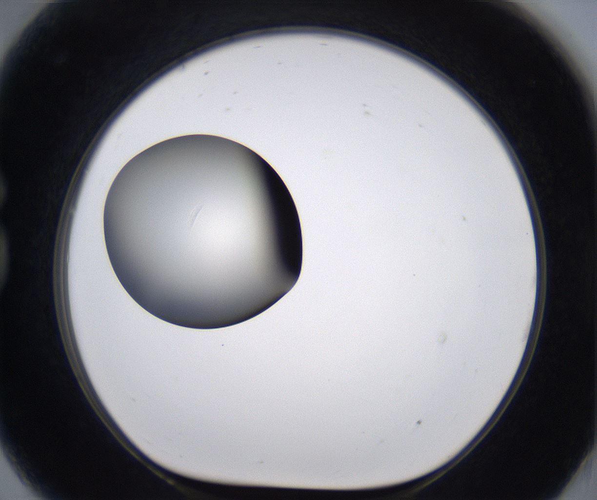 folderID204_plateID2204_batchID9975_wellNum81_profileID1_d1_r149639_ef.jpg