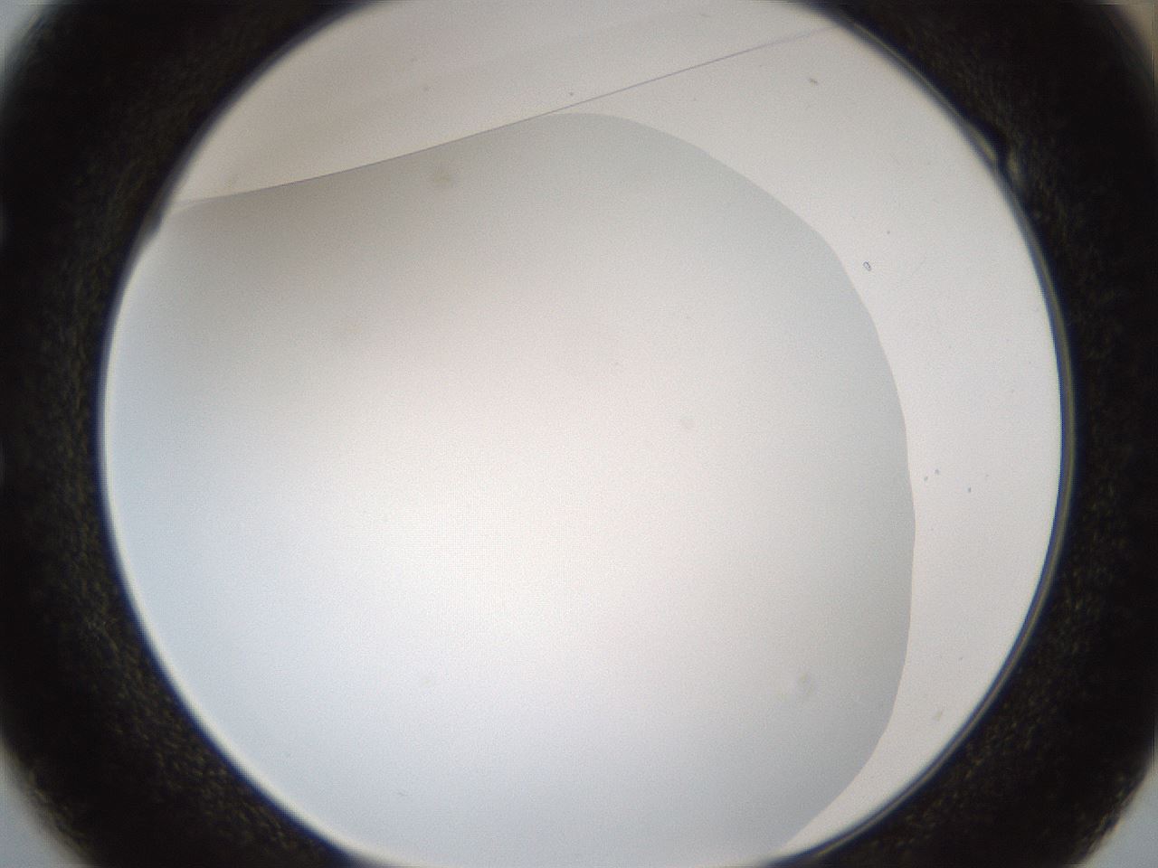 folderID206_plateID1206_batchID3631_wellNum49_profileID1_d1_r67040_ef.jpg
