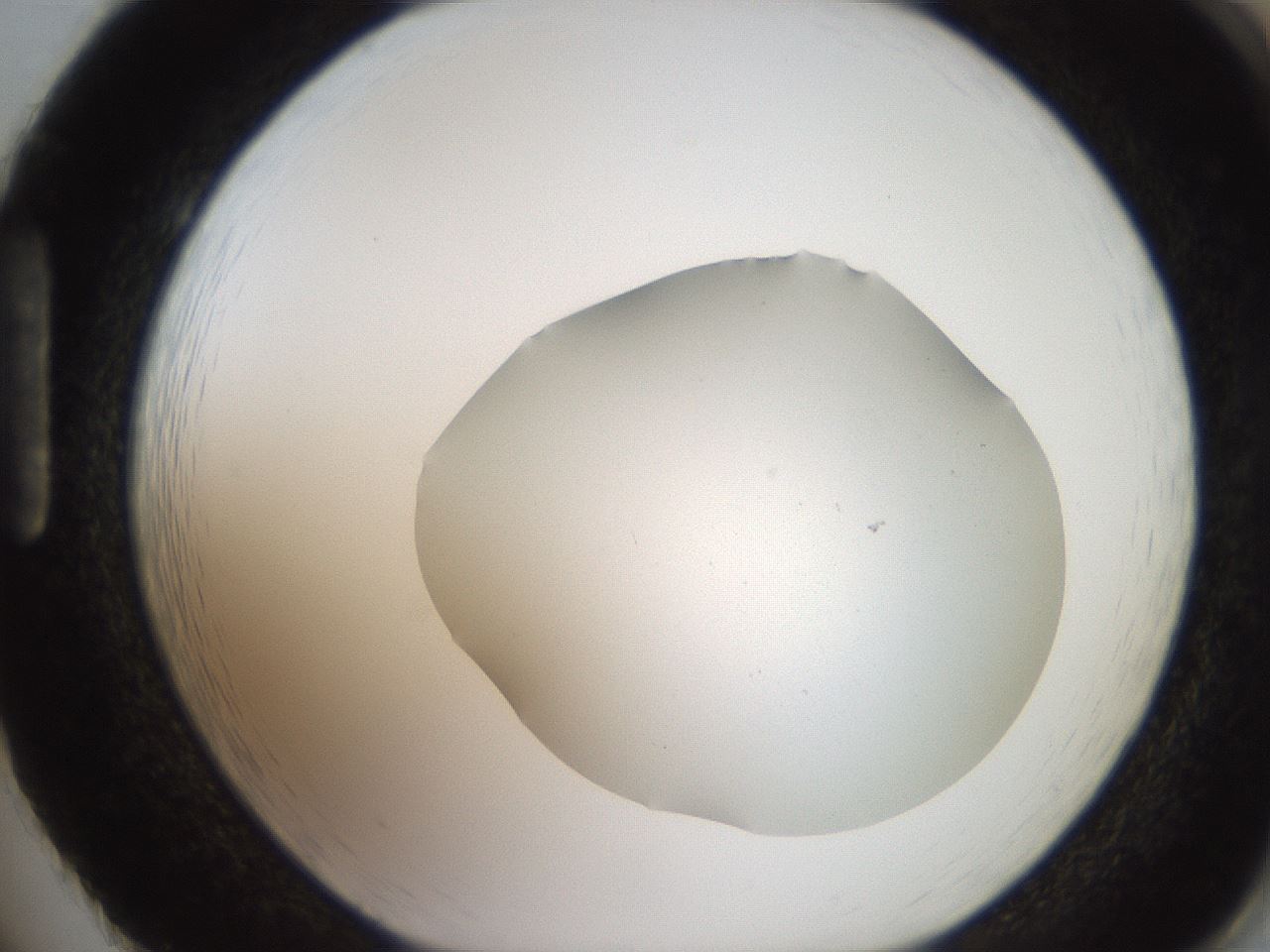 folderID206_plateID2206_batchID9998_wellNum86_profileID1_d1_r149921_ef.jpg