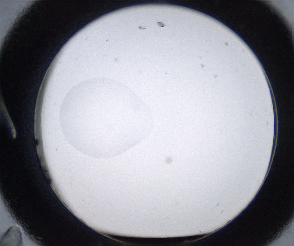 folderID215_plateID2215_batchID10049_wellNum11_profileID1_d1_r150731_ef.jpg
