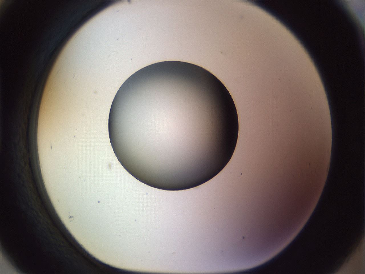 folderID452_plateID1452_batchID5530_wellNum93_profileID1_d1_r92280_ef.jpg