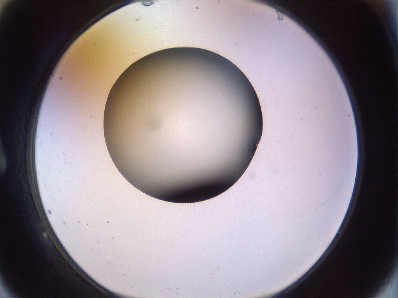 folderID452_plateID1452_batchID5530_wellNum9_profileID1_d1_r92196_ef.jpg