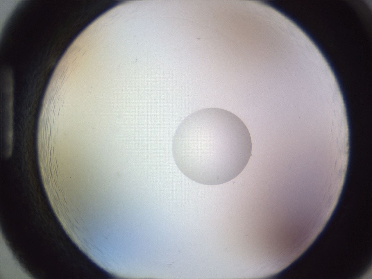 folderID453_plateID1453_batchID5528_wellNum86_profileID1_d1_r92177_ef.jpg