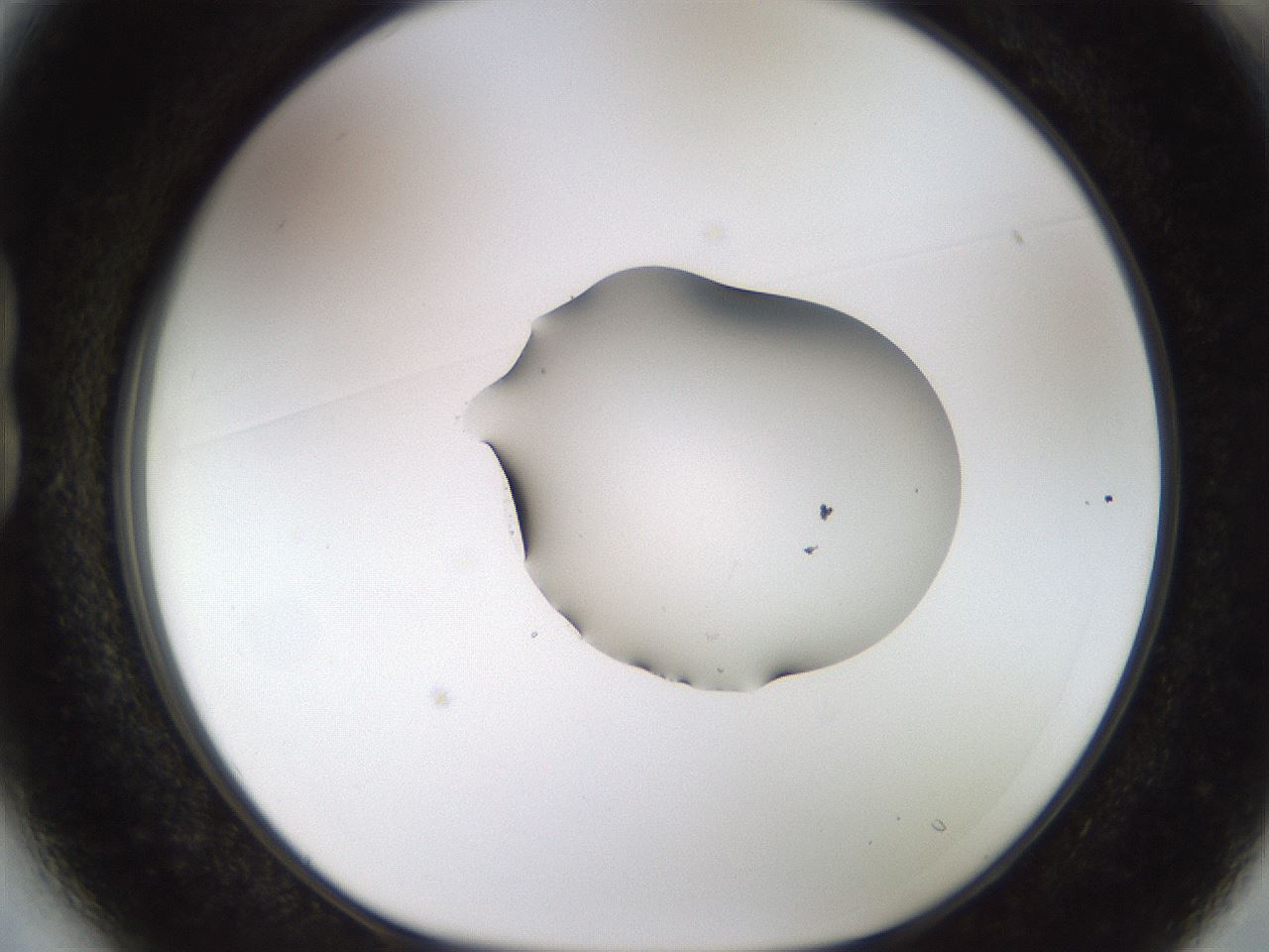 folderID454_plateID1454_batchID5531_wellNum13_profileID1_d1_r92296_ef.jpg