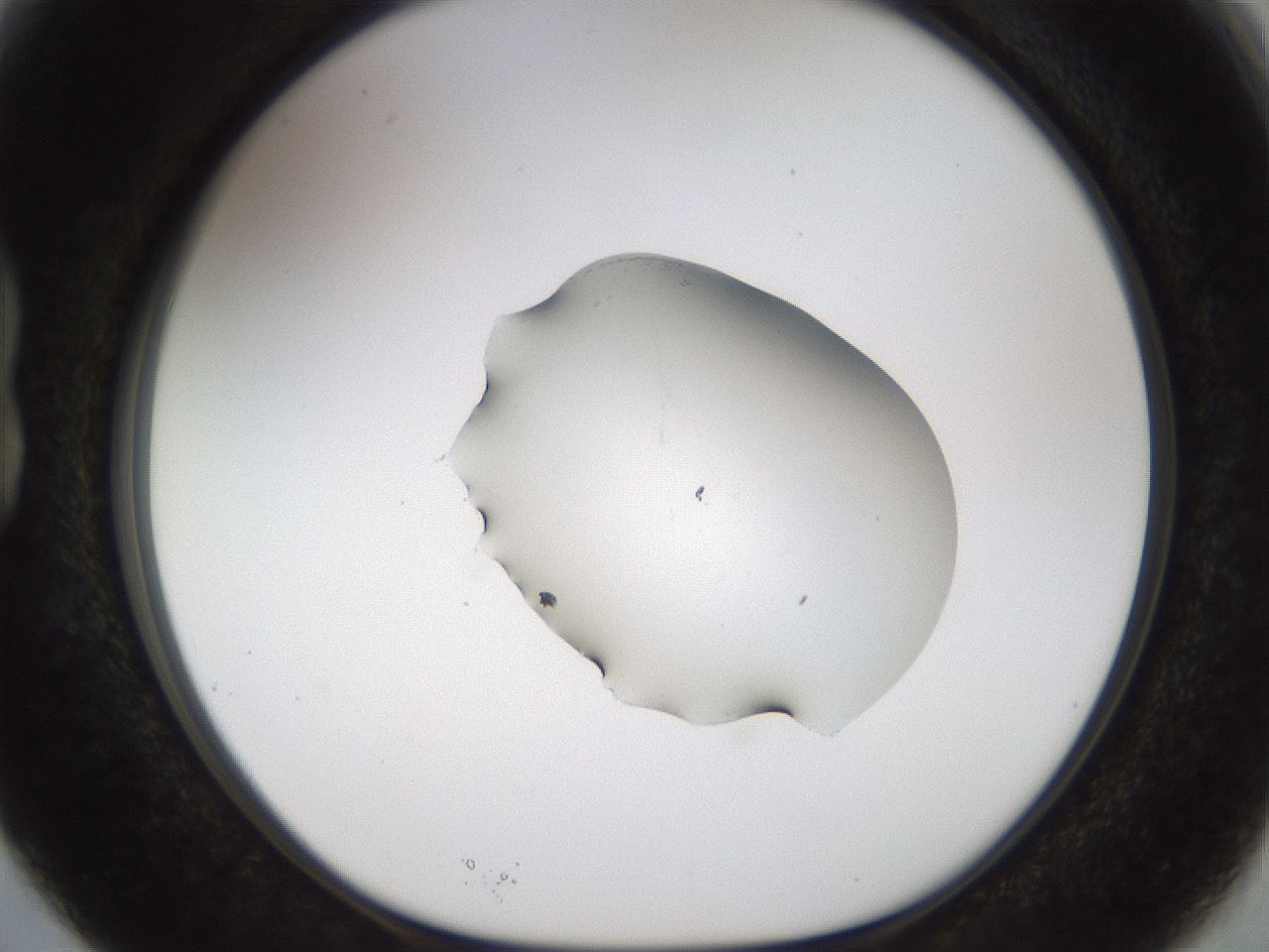 folderID454_plateID1454_batchID5531_wellNum15_profileID1_d1_r92298_ef.jpg