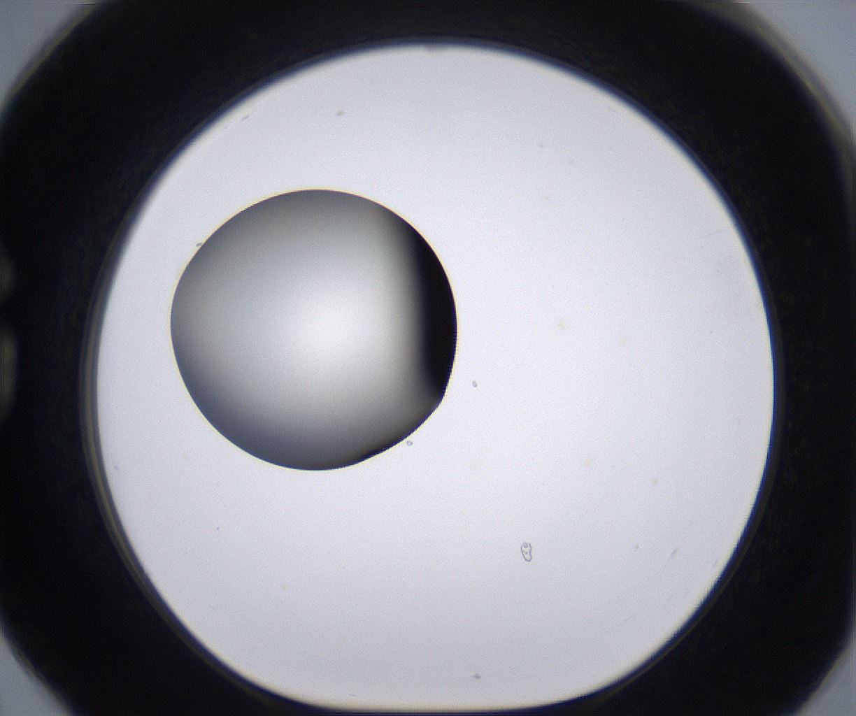 folderID204_plateID2204_batchID9975_wellNum78_profileID1_d1_r149636_ef.jpg
