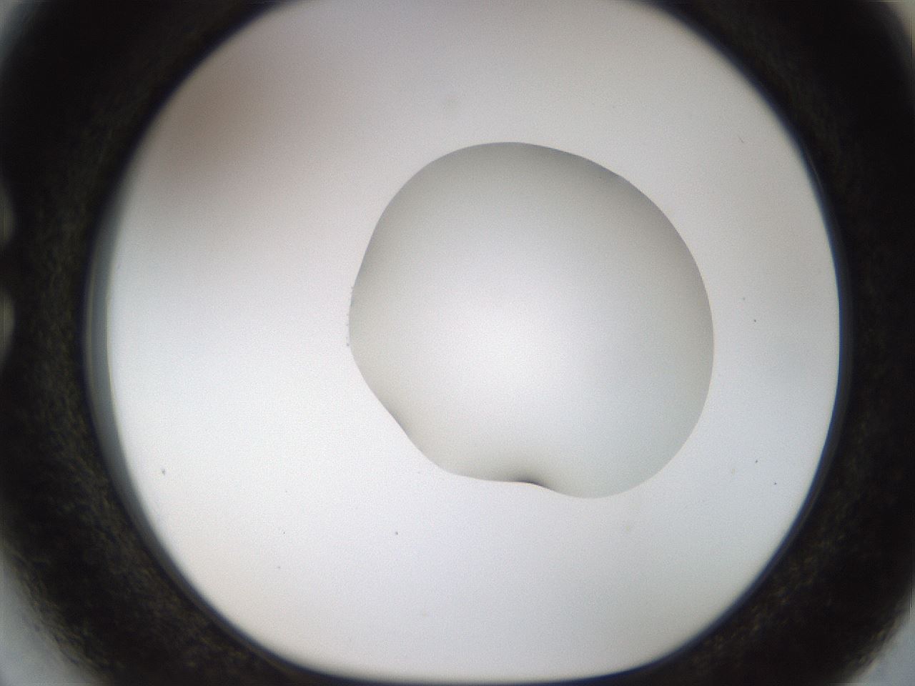 folderID454_plateID1454_batchID5531_wellNum27_profileID1_d1_r92310_ef.jpg
