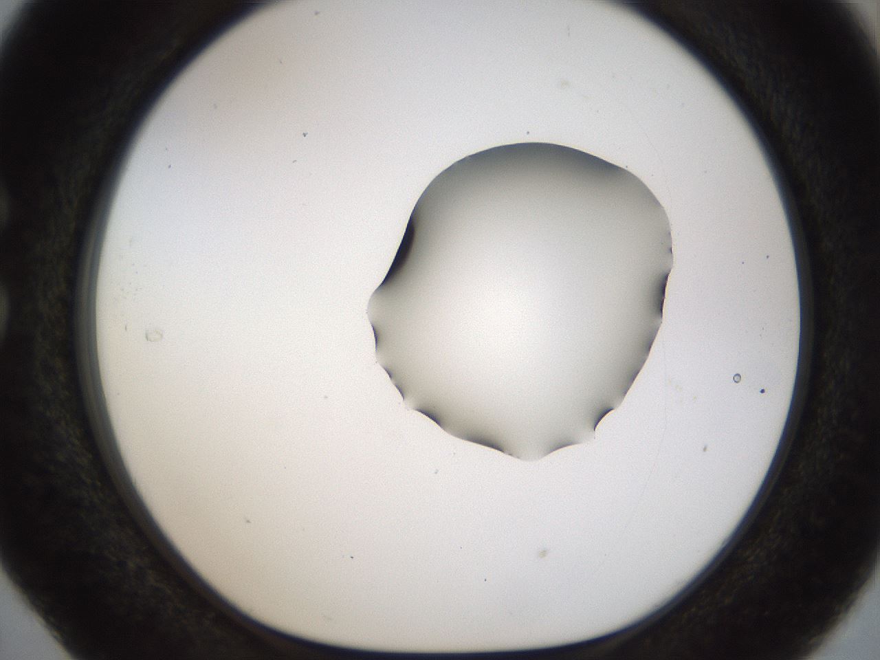 folderID454_plateID1454_batchID5531_wellNum29_profileID1_d1_r92312_ef.jpg