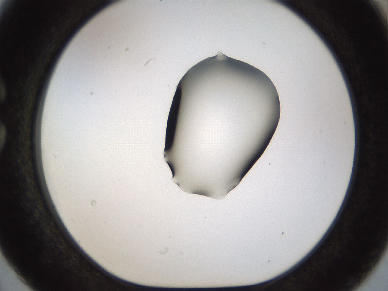 folderID454_plateID1454_batchID5531_wellNum30_profileID1_d1_r92313_ef.jpg