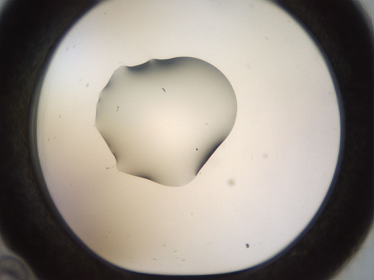 folderID454_plateID1454_batchID5531_wellNum34_profileID1_d1_r92317_ef.jpg