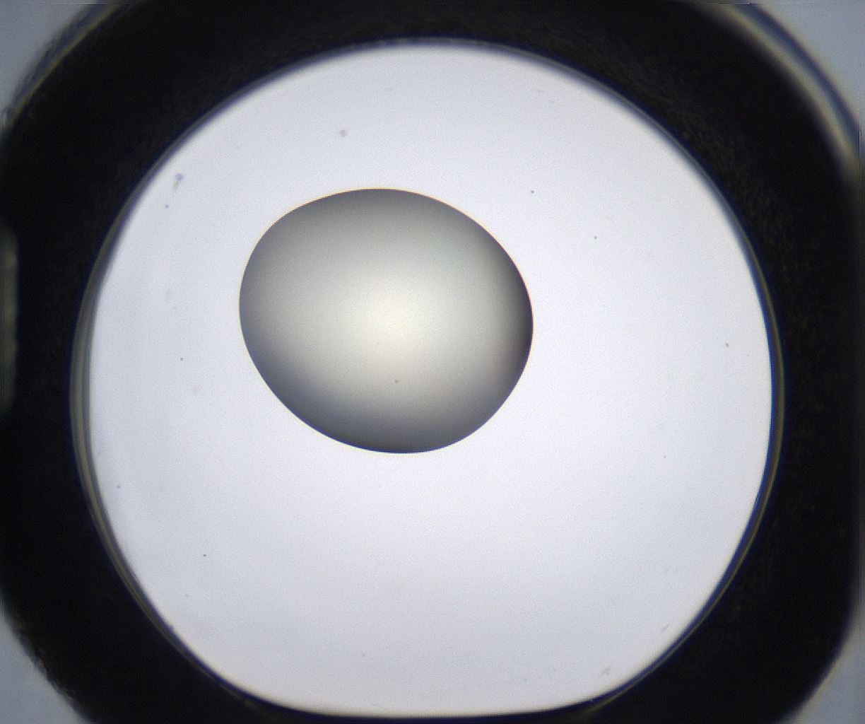 folderID204_plateID2204_batchID9975_wellNum88_profileID1_d1_r149646_ef.jpg