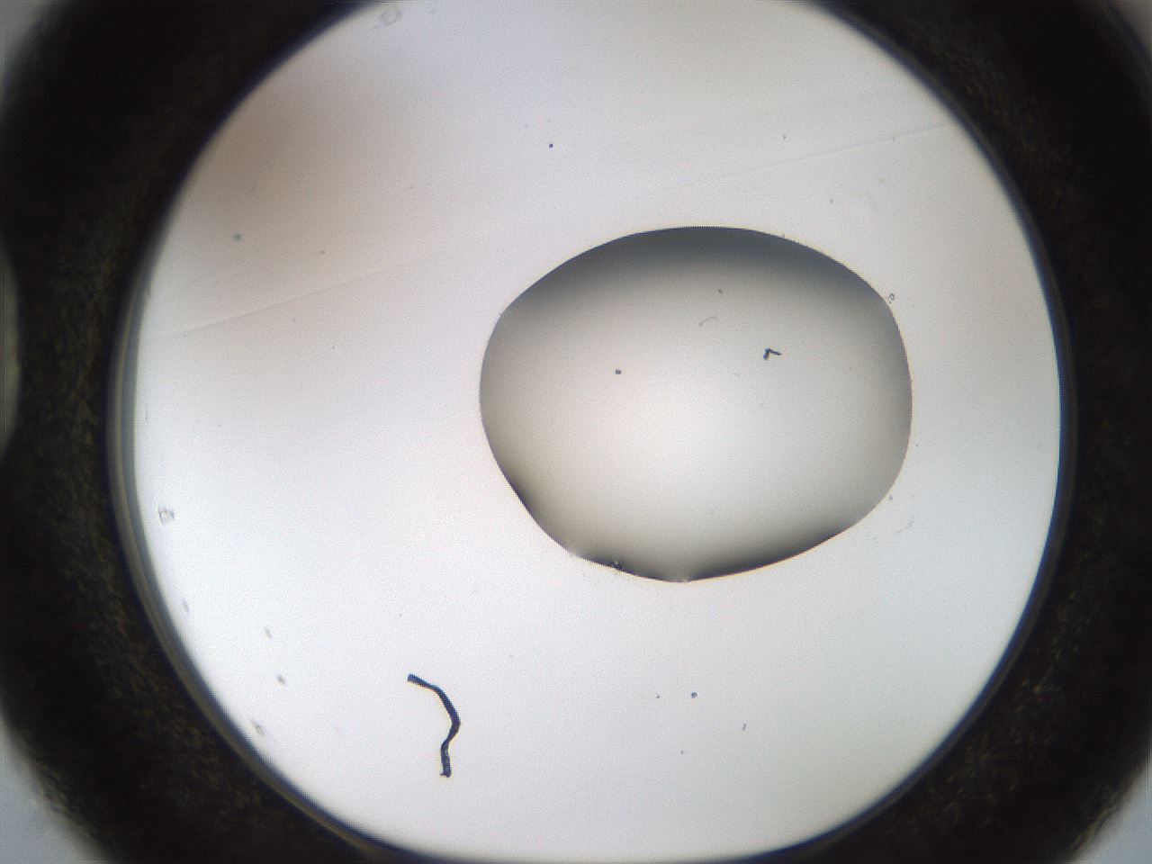 folderID454_plateID1454_batchID5531_wellNum37_profileID1_d1_r92320_ef.jpg