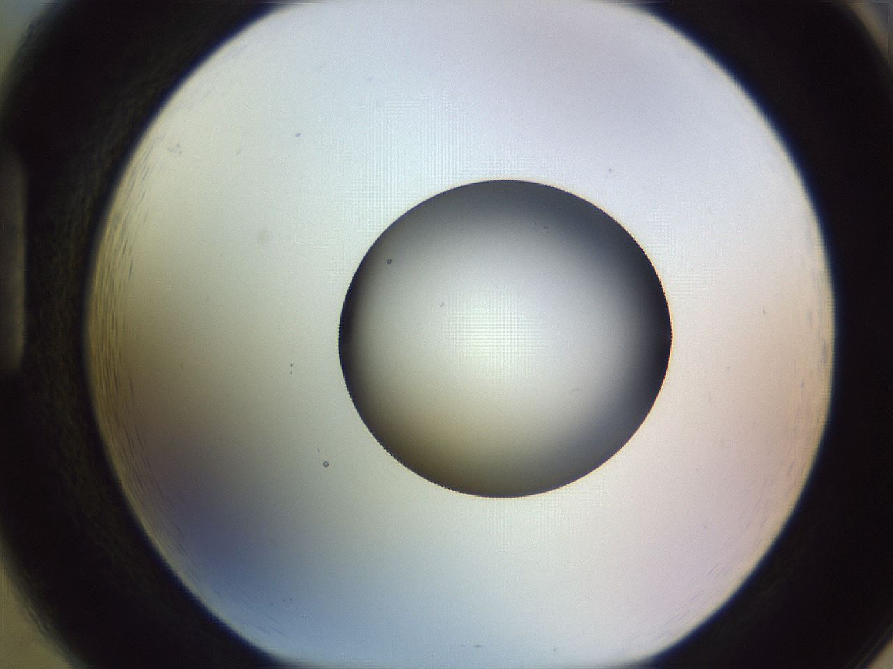 folderID452_plateID1452_batchID5530_wellNum85_profileID1_d1_r92272_ef.jpg