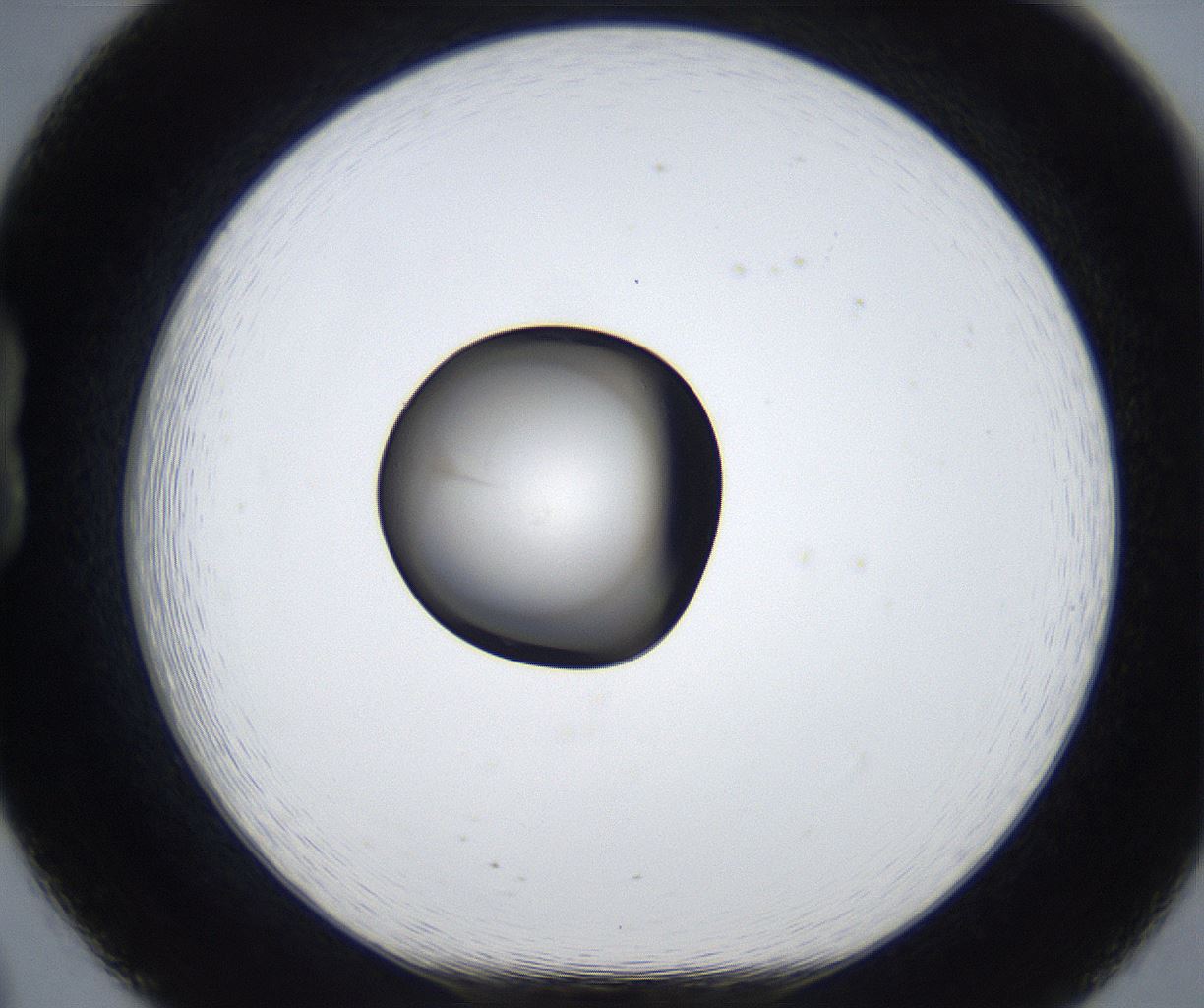folderID452_plateID2452_batchID11795_wellNum20_profileID1_d1_r182662_ef.jpg