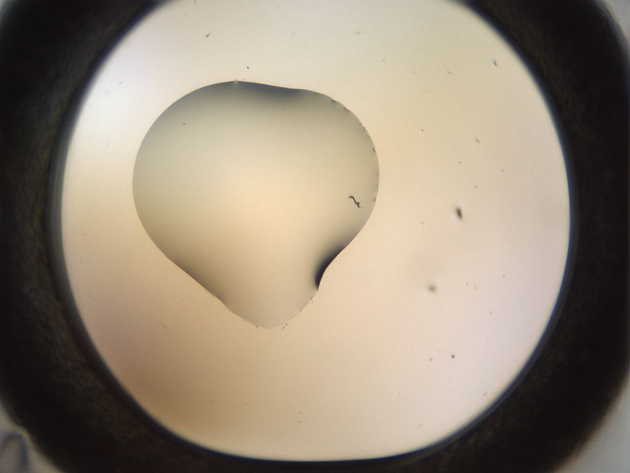 folderID454_plateID1454_batchID5531_wellNum35_profileID1_d1_r92318_ef.jpg