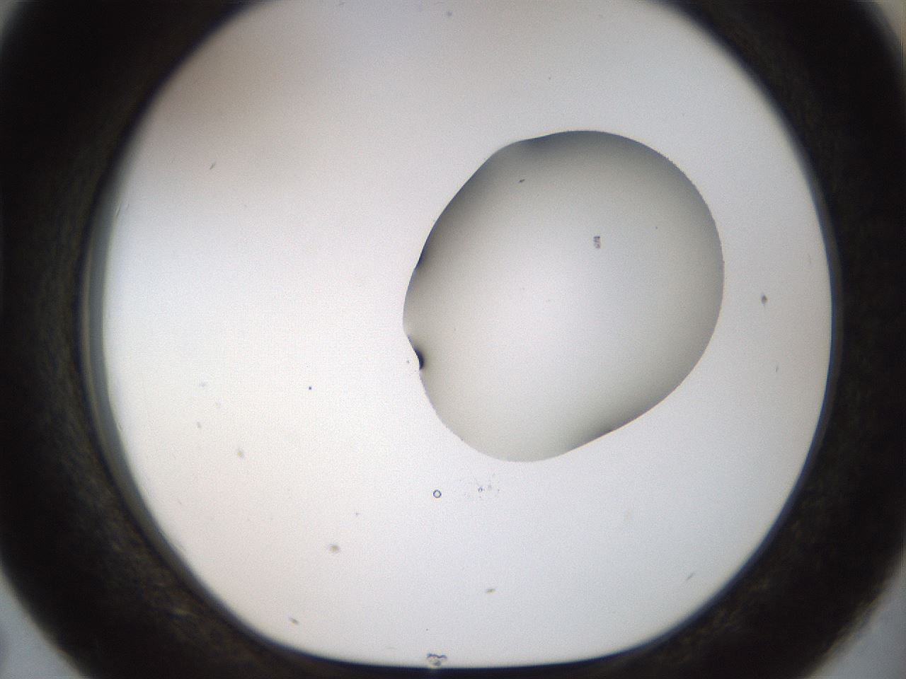 folderID454_plateID1454_batchID5531_wellNum43_profileID1_d1_r92326_ef.jpg