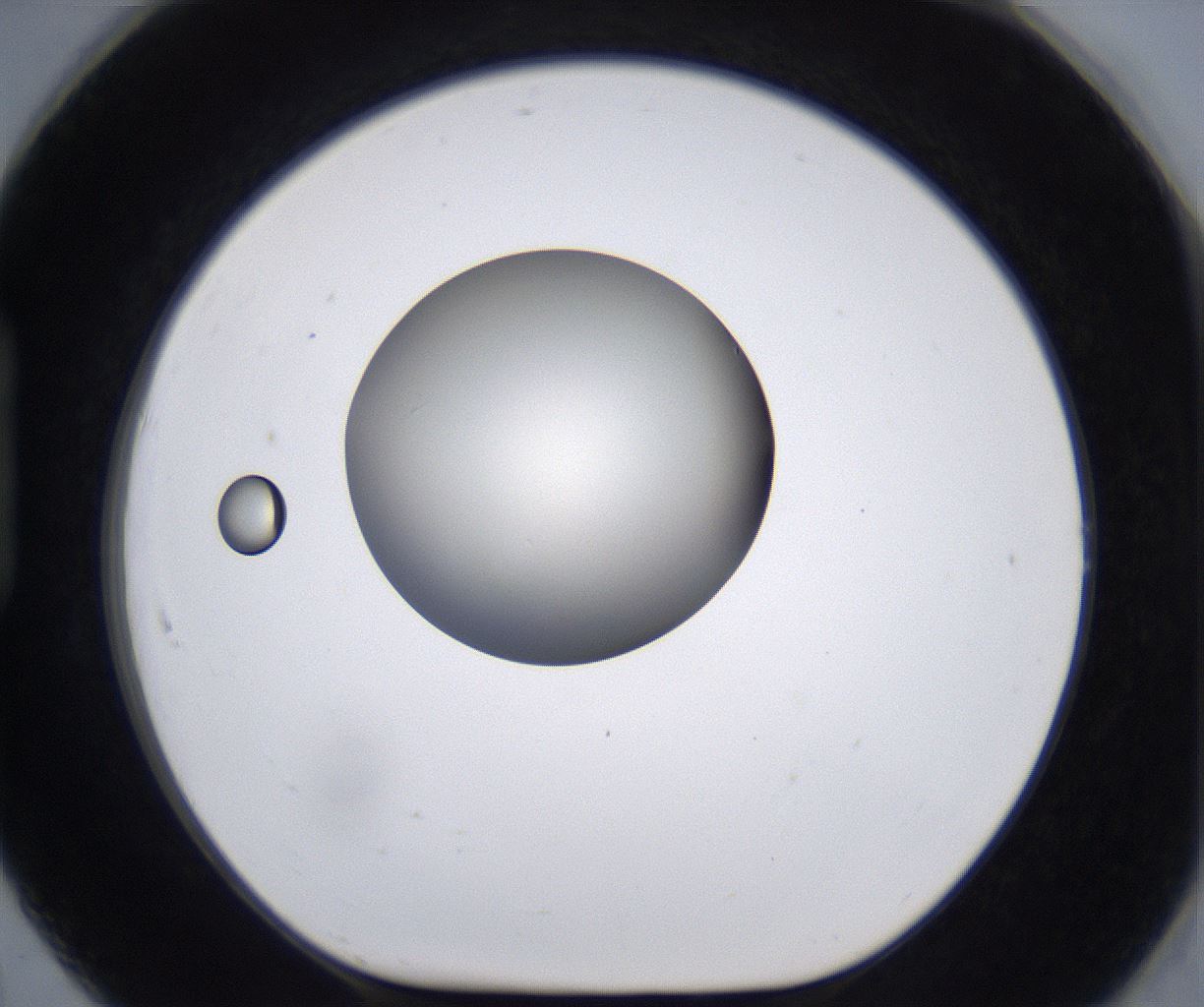 folderID204_plateID2204_batchID9975_wellNum91_profileID1_d1_r149649_ef.jpg