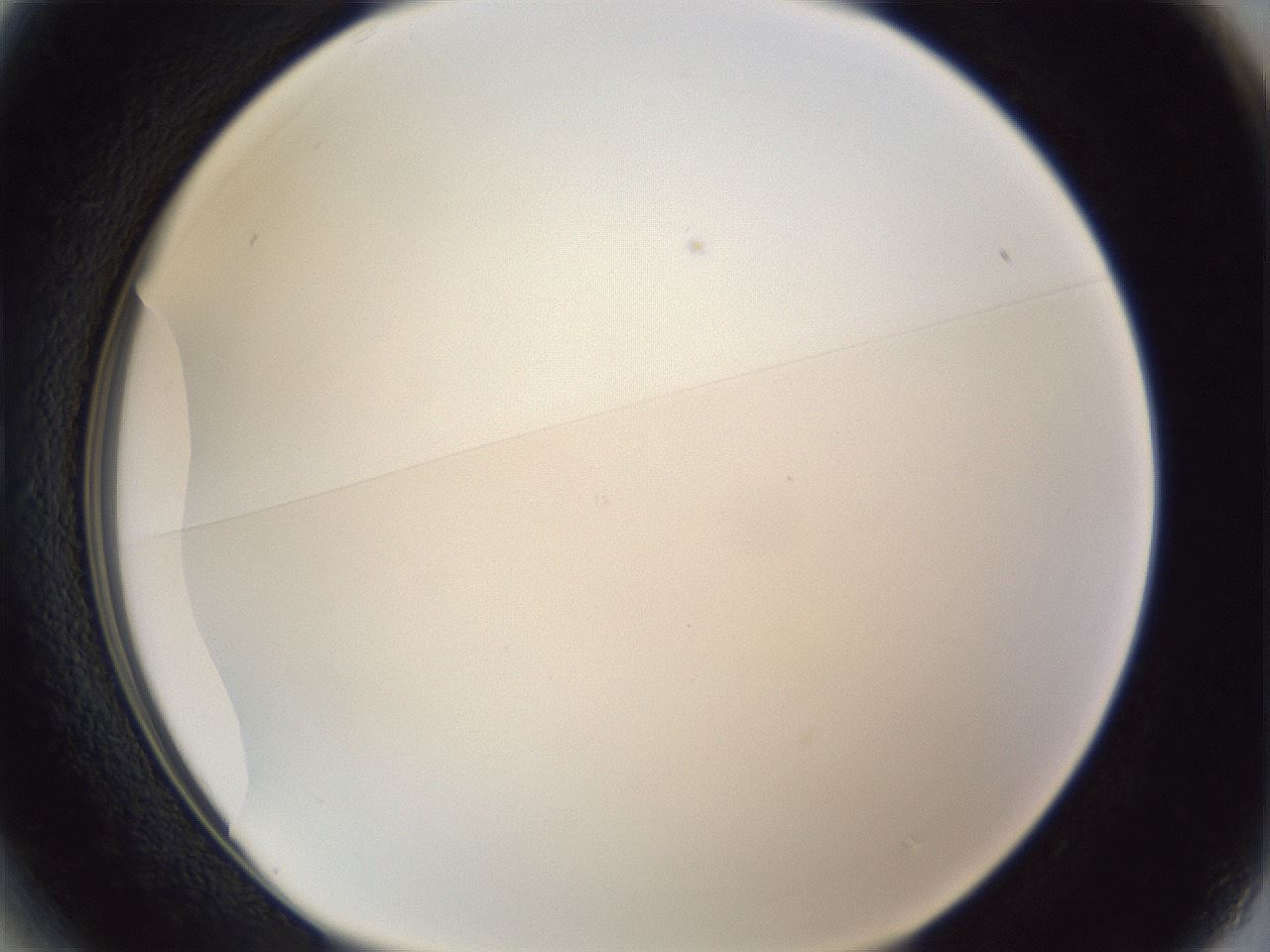 folderID205_plateID1205_batchID3629_wellNum13_profileID1_d1_r66776_ef.jpg