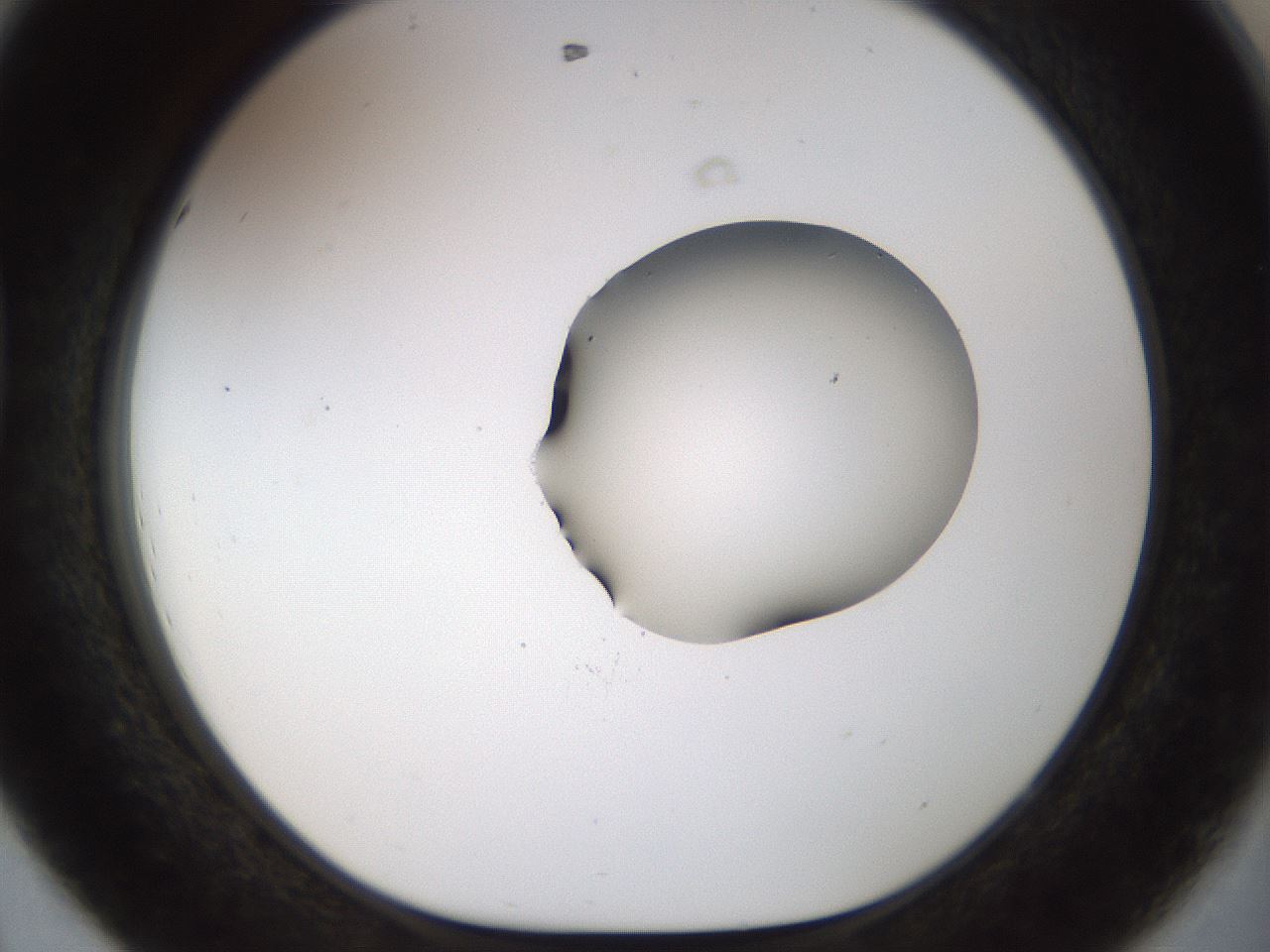 folderID454_plateID1454_batchID5531_wellNum44_profileID1_d1_r92327_ef.jpg