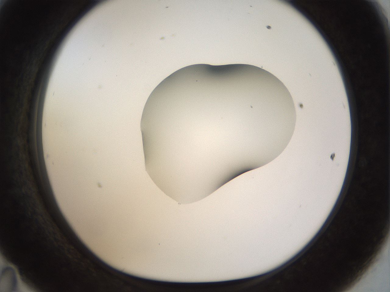 folderID454_plateID1454_batchID5531_wellNum47_profileID1_d1_r92330_ef.jpg