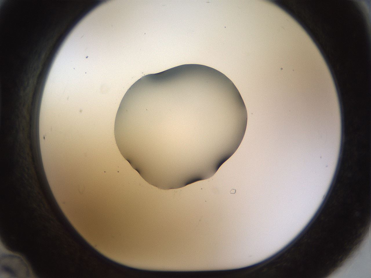 folderID454_plateID1454_batchID5531_wellNum48_profileID1_d1_r92331_ef.jpg