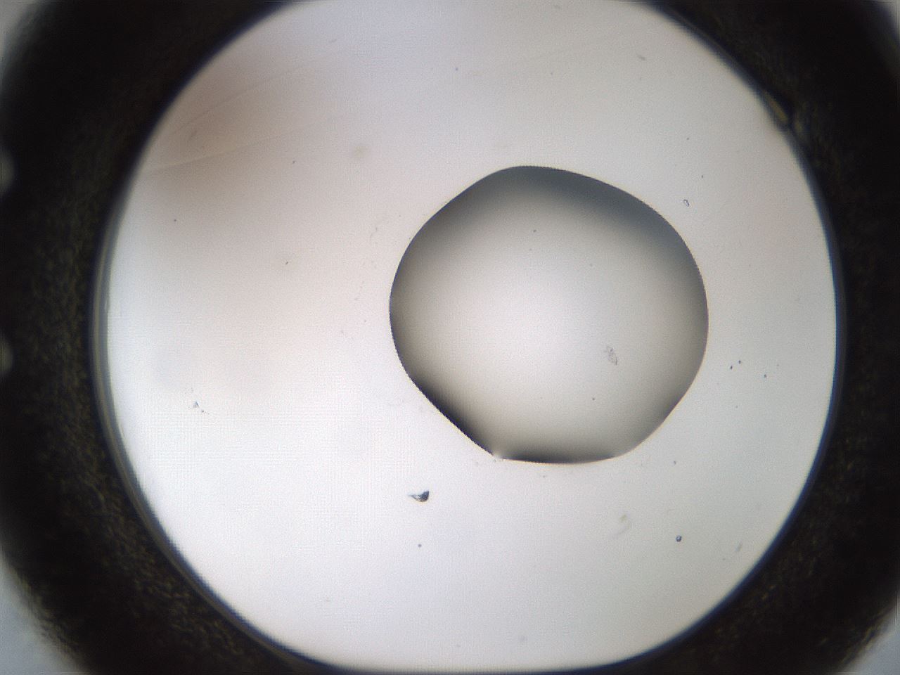 folderID454_plateID1454_batchID5531_wellNum49_profileID1_d1_r92332_ef.jpg