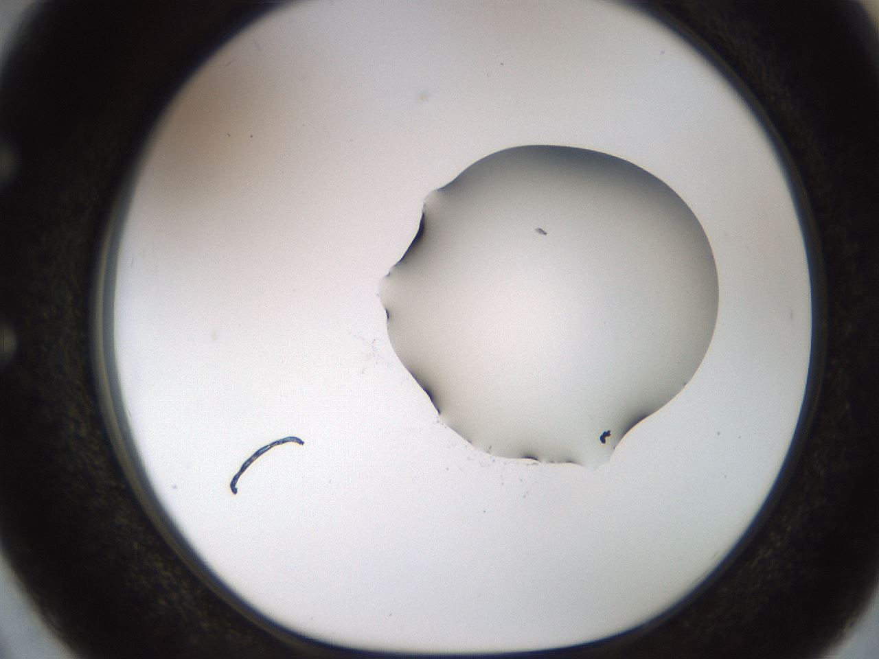 folderID454_plateID1454_batchID5531_wellNum50_profileID1_d1_r92333_ef.jpg
