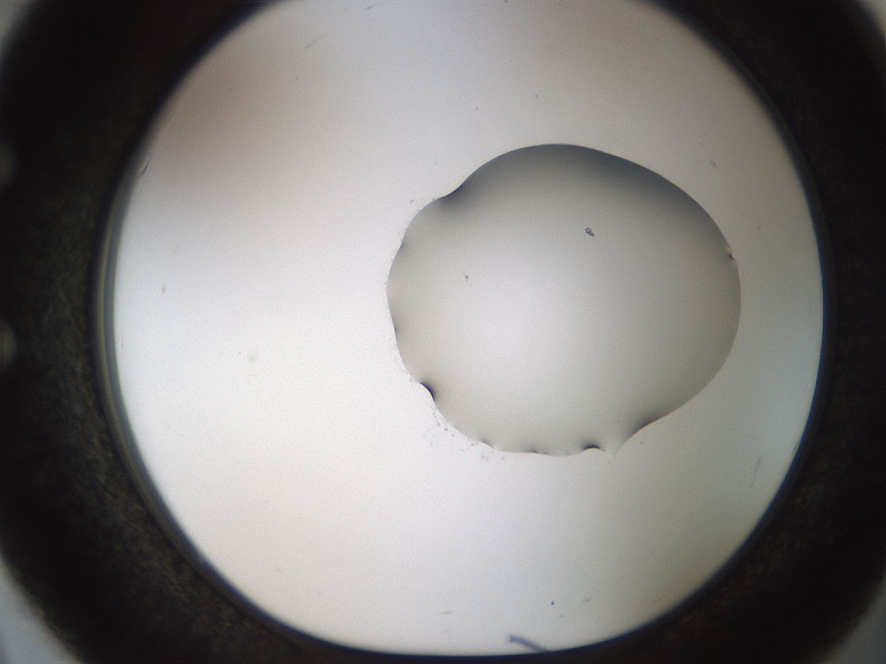 folderID454_plateID1454_batchID5531_wellNum51_profileID1_d1_r92334_ef.jpg