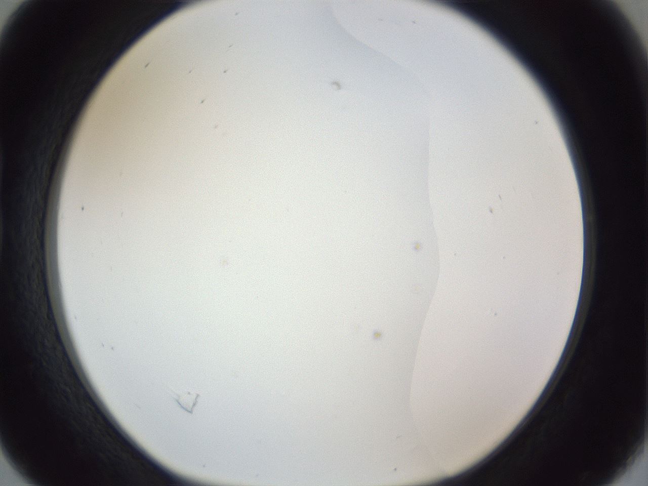 folderID205_plateID1205_batchID3629_wellNum16_profileID1_d1_r66782_ef.jpg