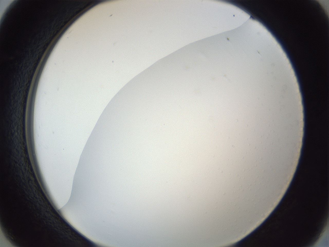 folderID205_plateID1205_batchID3629_wellNum26_profileID1_d2_r66803_ef.jpg