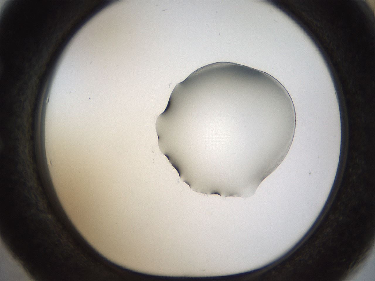 folderID454_plateID1454_batchID5531_wellNum53_profileID1_d1_r92336_ef.jpg