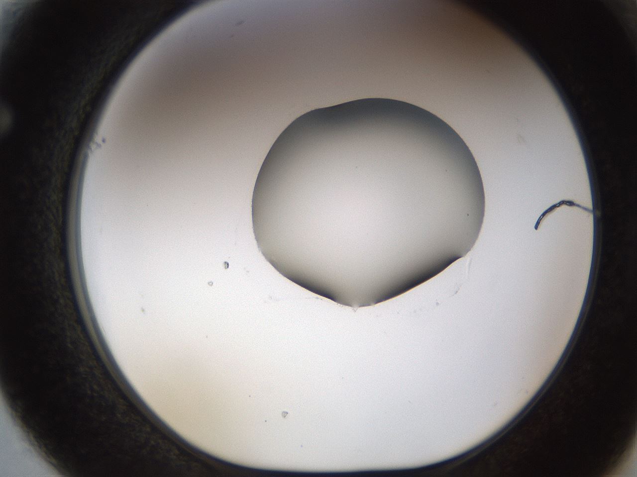 folderID454_plateID1454_batchID5531_wellNum61_profileID1_d1_r92344_ef.jpg