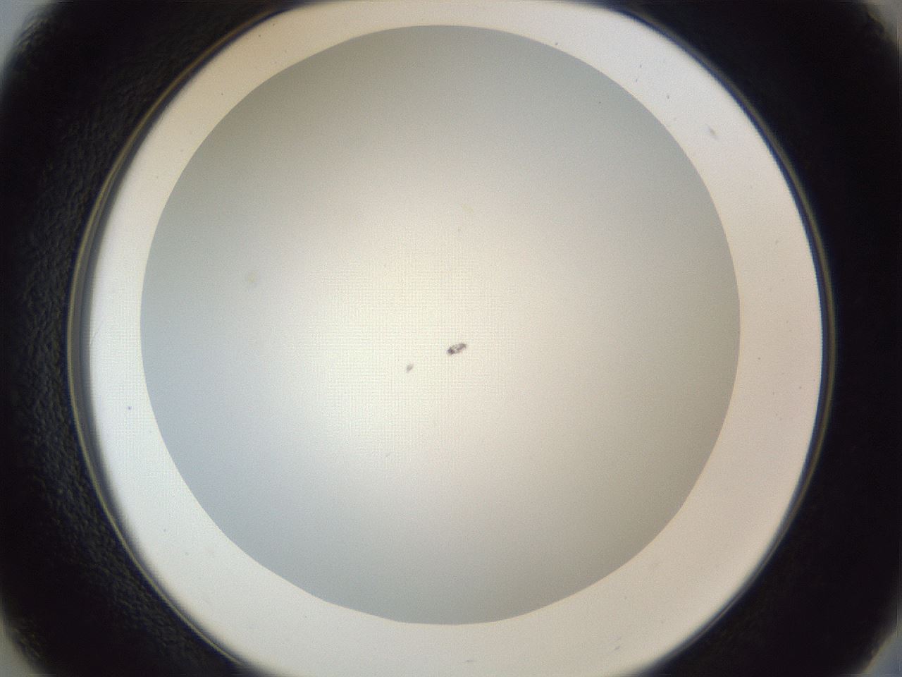 folderID205_plateID1205_batchID3629_wellNum37_profileID1_d2_r66825_ef.jpg