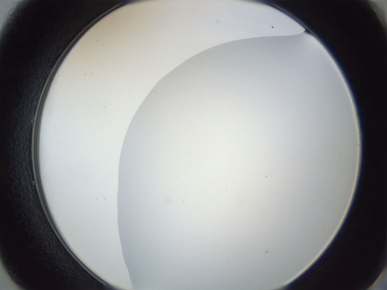 folderID205_plateID1205_batchID3629_wellNum49_profileID1_d2_r66849_ef.jpg