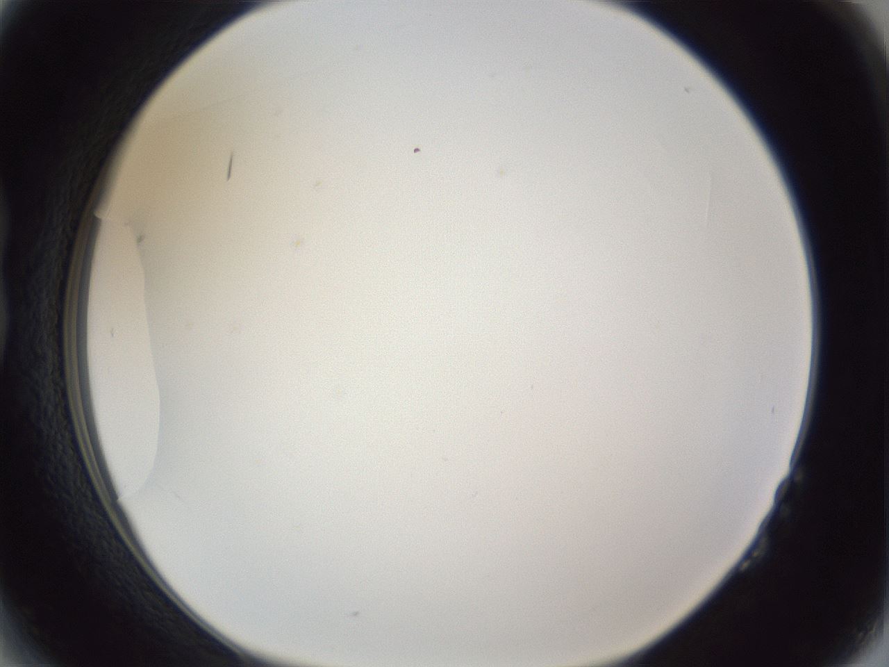 folderID205_plateID1205_batchID3675_wellNum14_profileID1_d1_r66778_ef.jpg